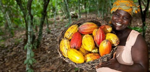 Côte d’Ivoire/Economie  Plus de la moitié du cacao ivoirien intraçable (étude)