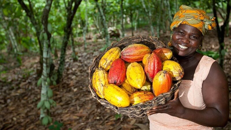 Côte d'Ivoire, Cacao
