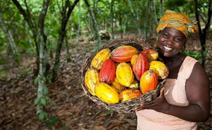 Côte d'Ivoire, Cacao