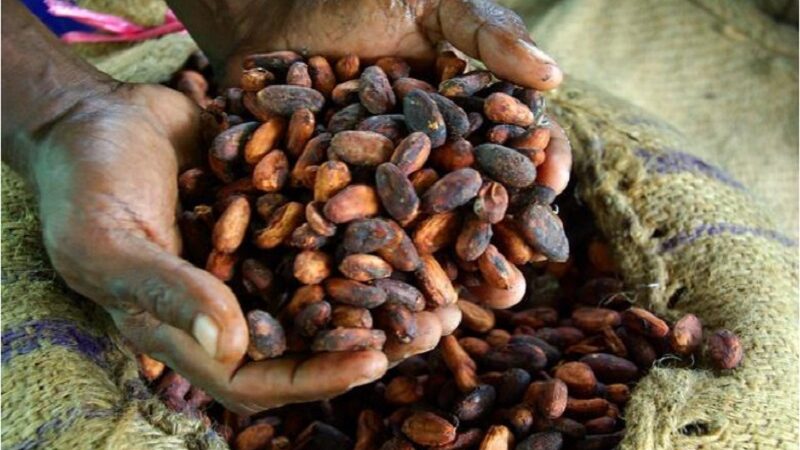 Cacao Côte d'Ivoire