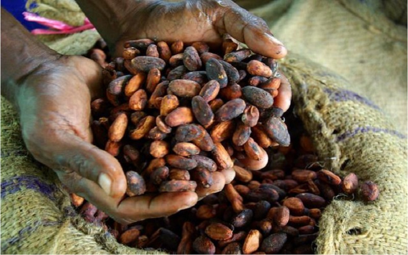 Cacao Côte d'Ivoire