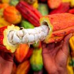 Affaire prix du cacao à 1 000 FCFA Les planteurs ivoiriens tiennent un conclave d’urgence, une grève annoncée