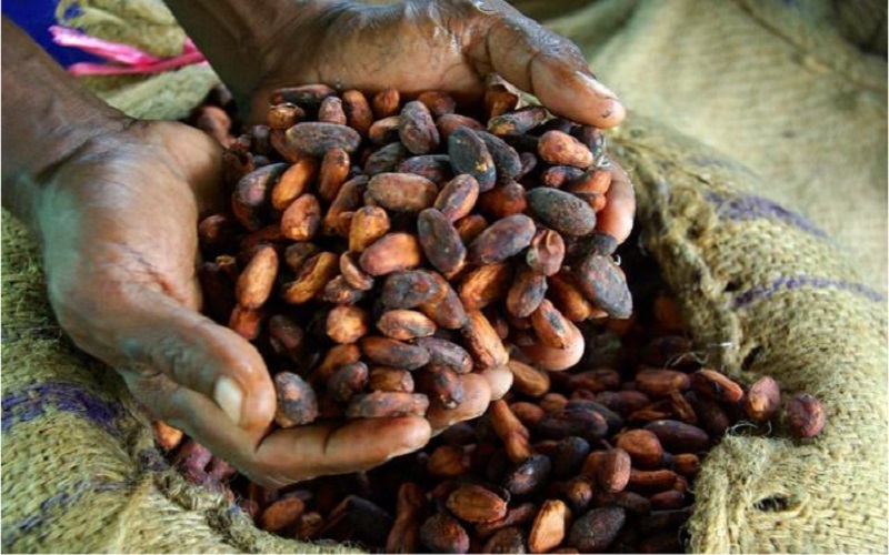 Prix Cacao Côte d'Ivoire