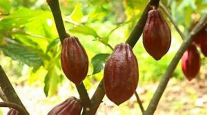 Les jeunes, au cœur de la durabilité et de la transformation de la filière cacao