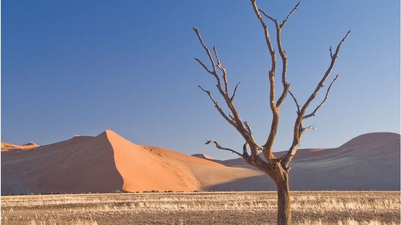 Journée mondiale de lutte contre la désertification et la sécheresse
