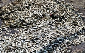 Mortalité de poissons Bassam