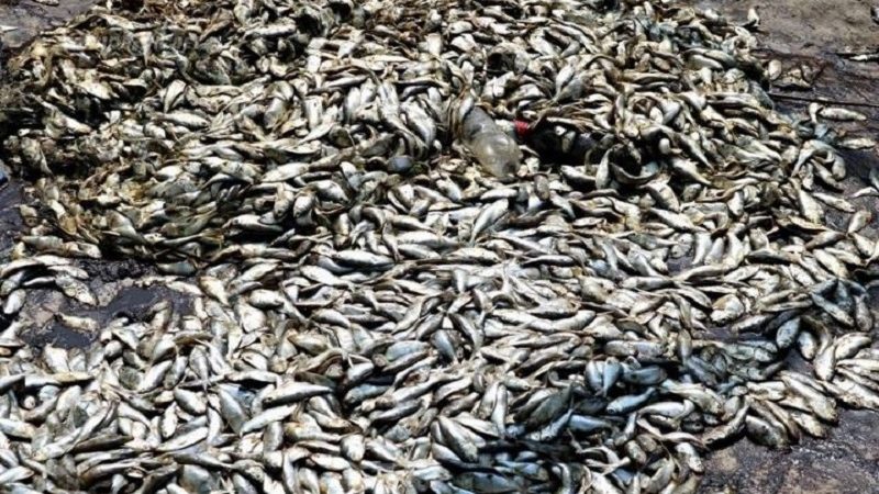 Mortalité de poissons Bassam