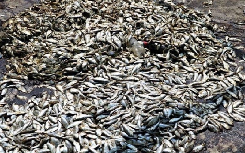 Mortalité de poissons Bassam