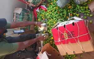 Une cargaison de tramadol dissimulée dans du piment intercepté à Bouaké