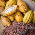 Agriculture L’Etat établit un plan en faveur des producteurs de cacao ivoirien
