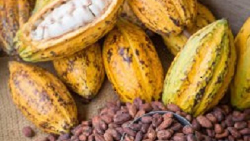L’Etat établit un plan en faveur des producteurs de cacao ivoirien