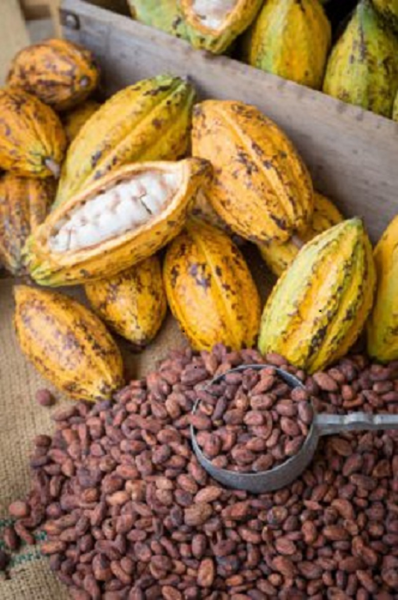 L’Etat établit un plan en faveur des producteurs de cacao ivoirien