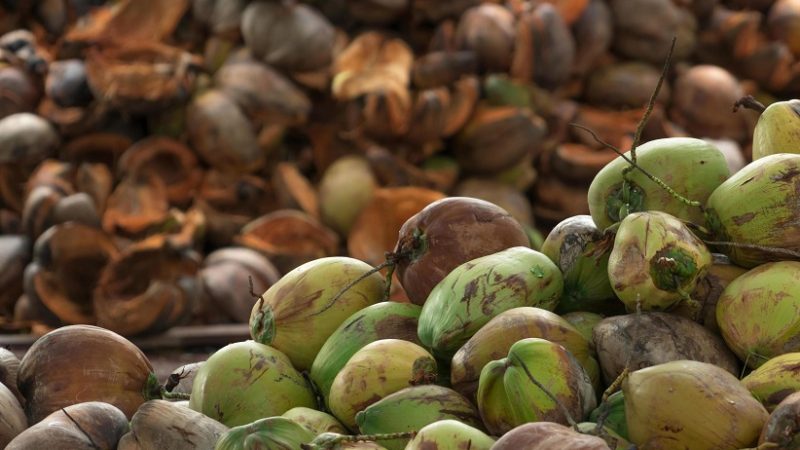 Des producteurs de noix de coco sensibilisés