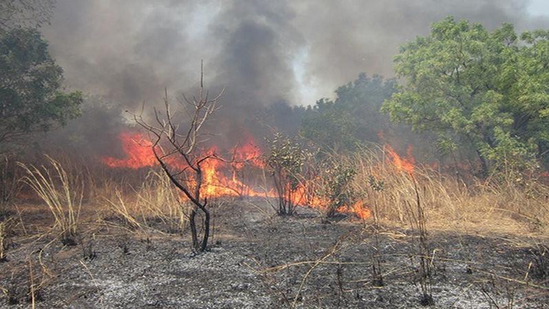 Un incendie détruit une plantation d’anacarde à Borotou-koro
