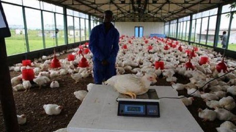 Le gouvernement annonce un financement majeur pour relancer le domaine agro-industriel de la N’Sele