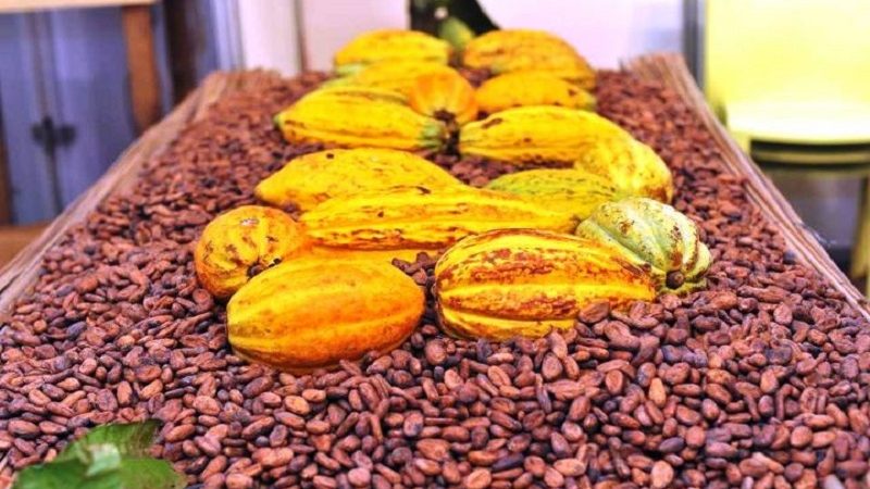 Filière café-cacao : La reprise des achats actée, le GEPEX et le GNI félicitent le Conseil Café-Cacao