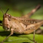 Afrique du Nord / Une invasion de criquets menace de gâcher les récoltes céréalières