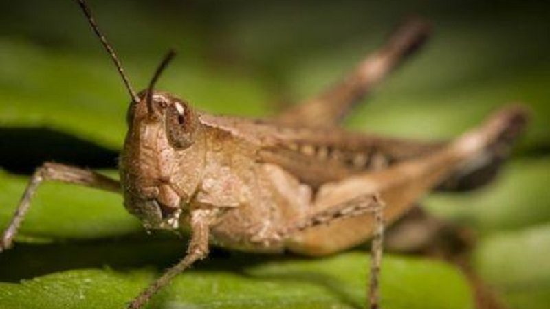 Afrique du Nord / Une invasion de criquets menace de gâcher les récoltes céréalières