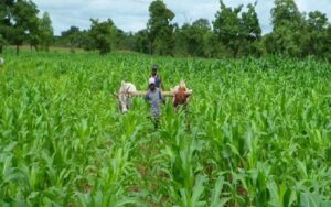 Burkina Faso / la production maraîchère progresse de 14,4 % lors de la campagne agricole de saison sèche 2025-2026