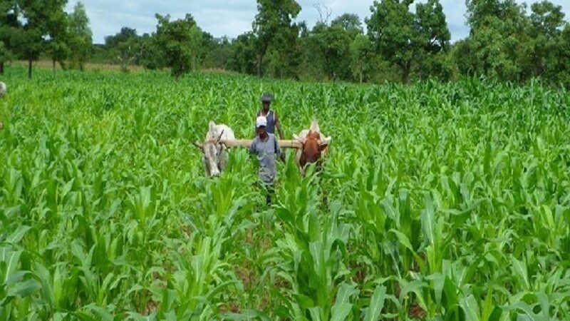 Burkina Faso / la production maraîchère progresse de 14,4 % lors de la campagne agricole de saison sèche 2025-2026