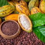Côte d’Ivoire/JNCC 2026 le prix bord champ fixé à 1 200 FCFA pour le cacao et 1 300 FCFA pour le café