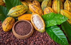 Côte d’Ivoire/JNCC 2026 le prix bord champ fixé à 1 200 FCFA pour le cacao et 1 300 FCFA pour le café