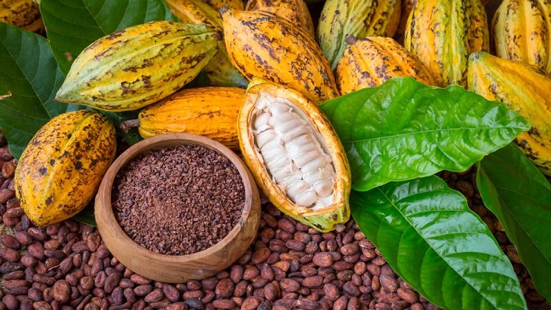 Côte d’Ivoire/JNCC 2026 le prix bord champ fixé à 1 200 FCFA pour le cacao et 1 300 FCFA pour le café
